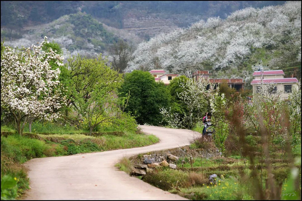 【春天,广西桂林灌阳县向您发出邀请!】我们在灌阳看梨花 - 游山玩水 - 江门生活社区 - 江门28生活网 jm.28life.com