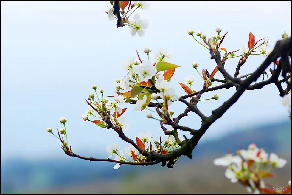 【春天,广西桂林灌阳县向您发出邀请!】我们在灌阳看梨花 - 游山玩水 - 江门生活社区 - 江门28生活网 jm.28life.com