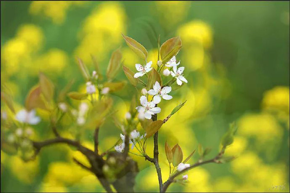 【春天,广西桂林灌阳县向您发出邀请!】我们在灌阳看梨花 - 游山玩水 - 江门生活社区 - 江门28生活网 jm.28life.com