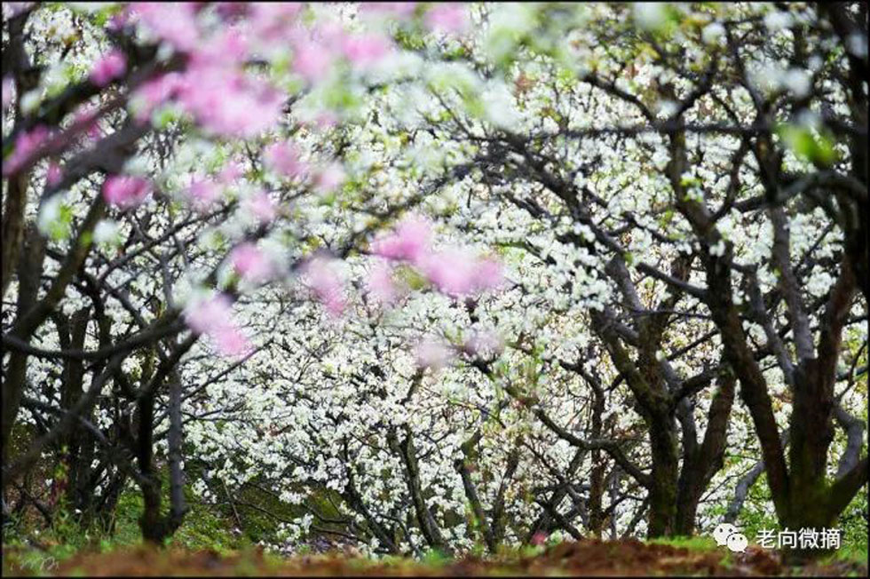 【春天,广西桂林灌阳县向您发出邀请!】我们在灌阳看梨花 - 游山玩水 - 江门生活社区 - 江门28生活网 jm.28life.com