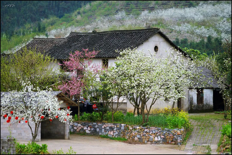 【春天,广西桂林灌阳县向您发出邀请!】我们在灌阳看梨花 - 游山玩水 - 江门生活社区 - 江门28生活网 jm.28life.com