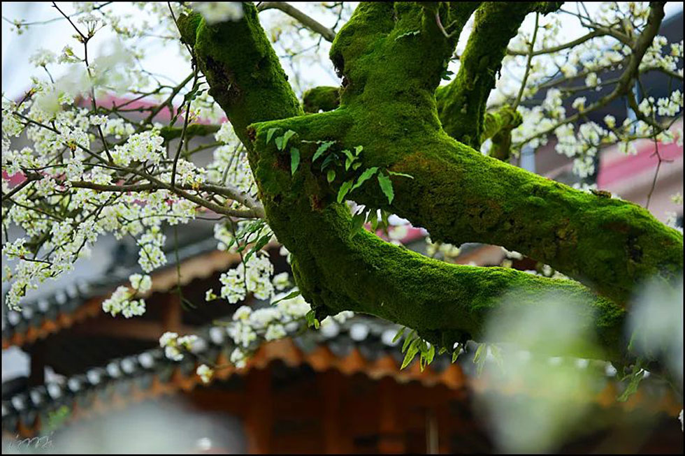 【春天,广西桂林灌阳县向您发出邀请!】我们在灌阳看梨花 - 游山玩水 - 江门生活社区 - 江门28生活网 jm.28life.com