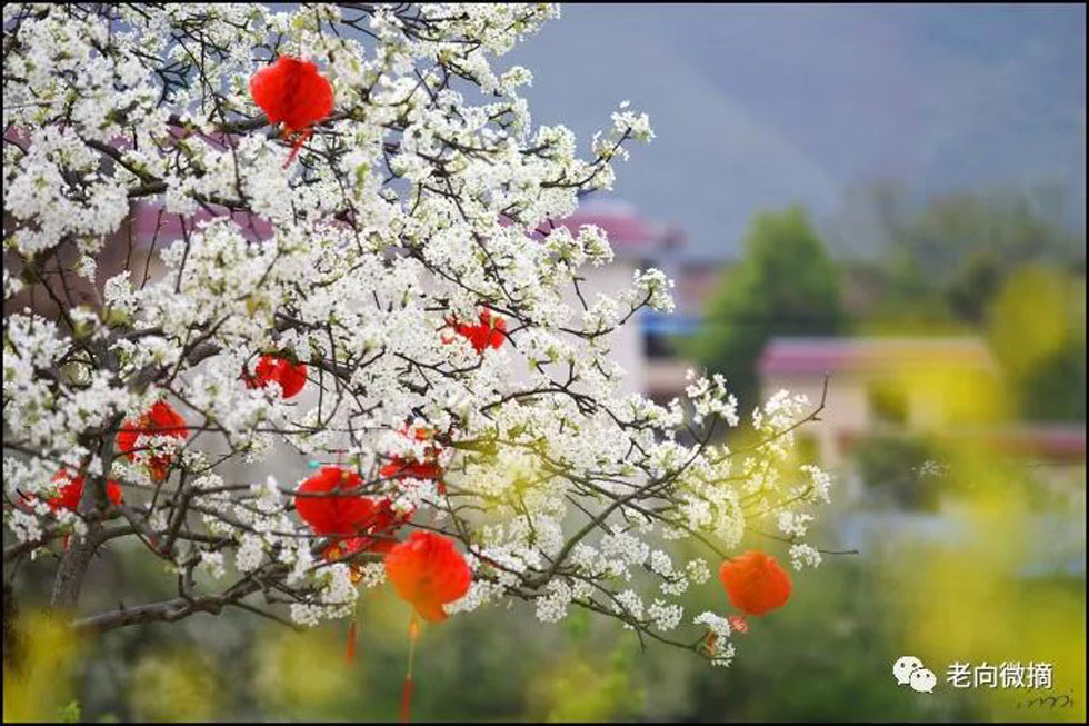 【春天,广西桂林灌阳县向您发出邀请!】我们在灌阳看梨花 - 游山玩水 - 江门生活社区 - 江门28生活网 jm.28life.com