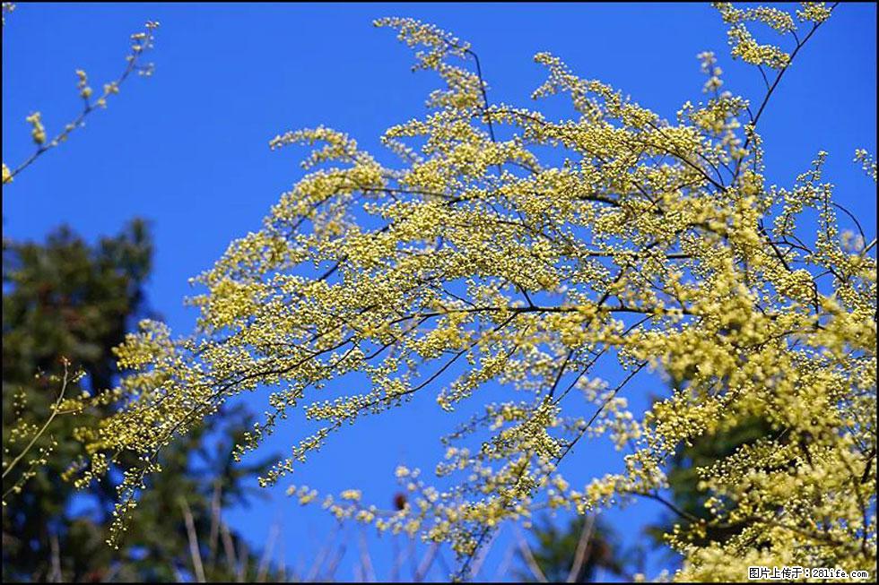 【春天,广西桂林灌阳县向您发出邀请!】米珠山前有片山苍子花在飘香 - 游山玩水 - 江门生活社区 - 江门28生活网 jm.28life.com