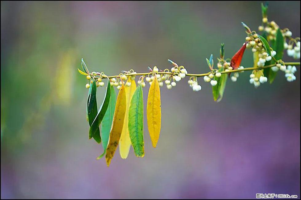 【春天,广西桂林灌阳县向您发出邀请!】米珠山前有片山苍子花在飘香 - 游山玩水 - 江门生活社区 - 江门28生活网 jm.28life.com