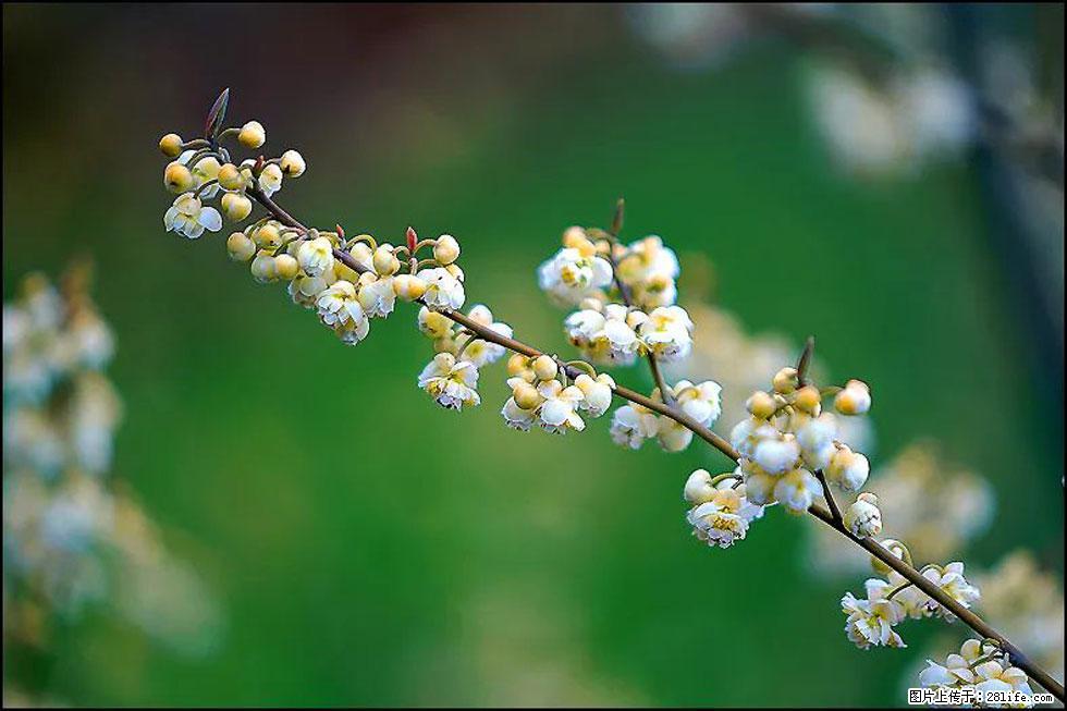 【春天,广西桂林灌阳县向您发出邀请!】米珠山前有片山苍子花在飘香 - 游山玩水 - 江门生活社区 - 江门28生活网 jm.28life.com