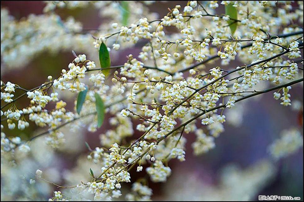 【春天,广西桂林灌阳县向您发出邀请!】米珠山前有片山苍子花在飘香 - 游山玩水 - 江门生活社区 - 江门28生活网 jm.28life.com