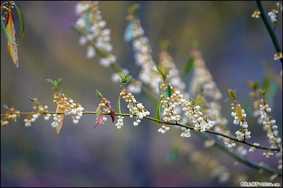 【春天,广西桂林灌阳县向您发出邀请!】米珠山前有片山苍子花在飘香 - 游山玩水 - 江门生活社区 - 江门28生活网 jm.28life.com