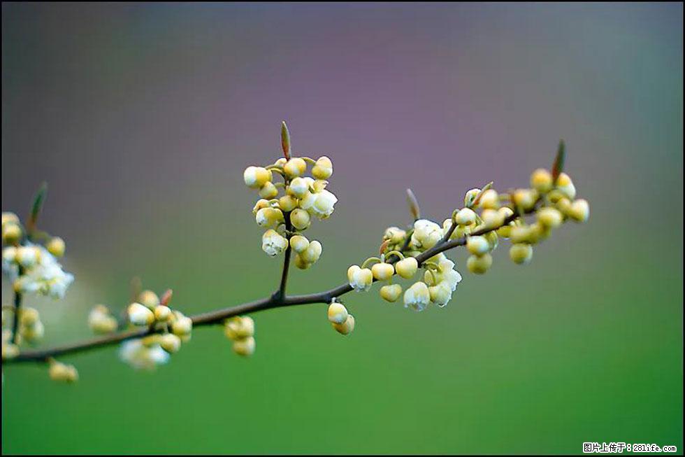 【春天,广西桂林灌阳县向您发出邀请!】米珠山前有片山苍子花在飘香 - 游山玩水 - 江门生活社区 - 江门28生活网 jm.28life.com