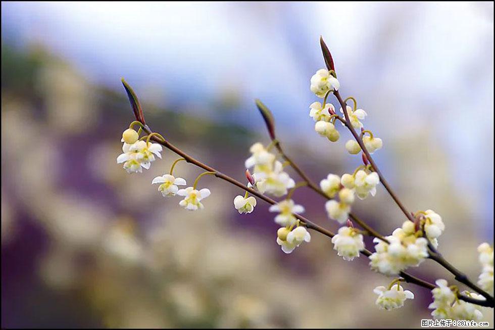 【春天,广西桂林灌阳县向您发出邀请!】米珠山前有片山苍子花在飘香 - 游山玩水 - 江门生活社区 - 江门28生活网 jm.28life.com