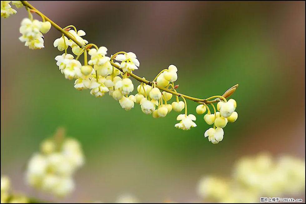 【春天,广西桂林灌阳县向您发出邀请!】米珠山前有片山苍子花在飘香 - 游山玩水 - 江门生活社区 - 江门28生活网 jm.28life.com