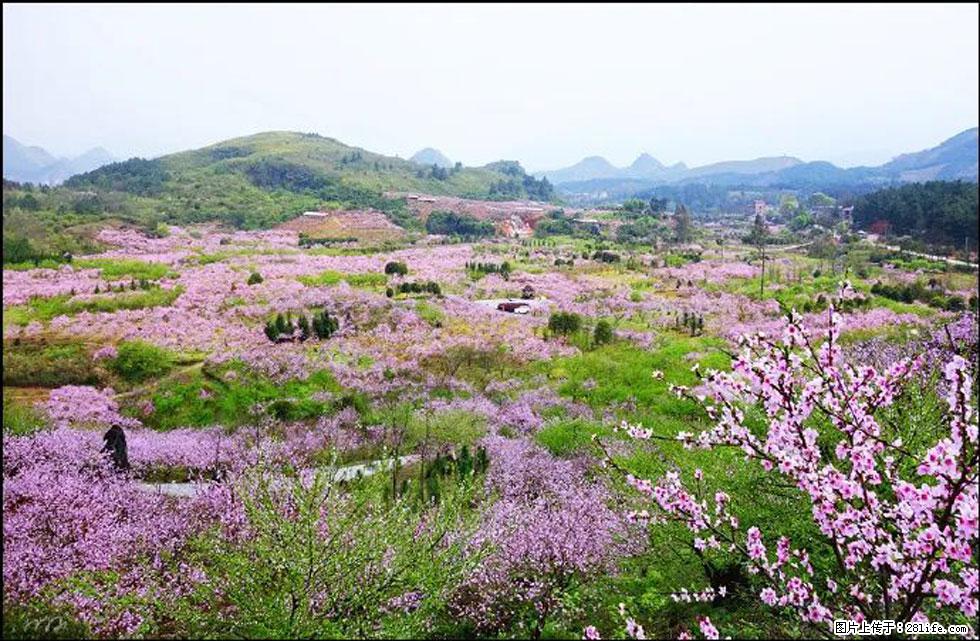 【春天,广西桂林灌阳县向您发出邀请!】官庄村有个醉美的桃花园 - 游山玩水 - 江门生活社区 - 江门28生活网 jm.28life.com