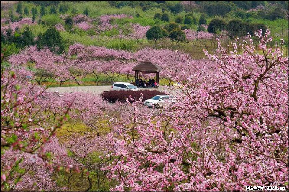 【春天,广西桂林灌阳县向您发出邀请!】官庄村有个醉美的桃花园 - 游山玩水 - 江门生活社区 - 江门28生活网 jm.28life.com