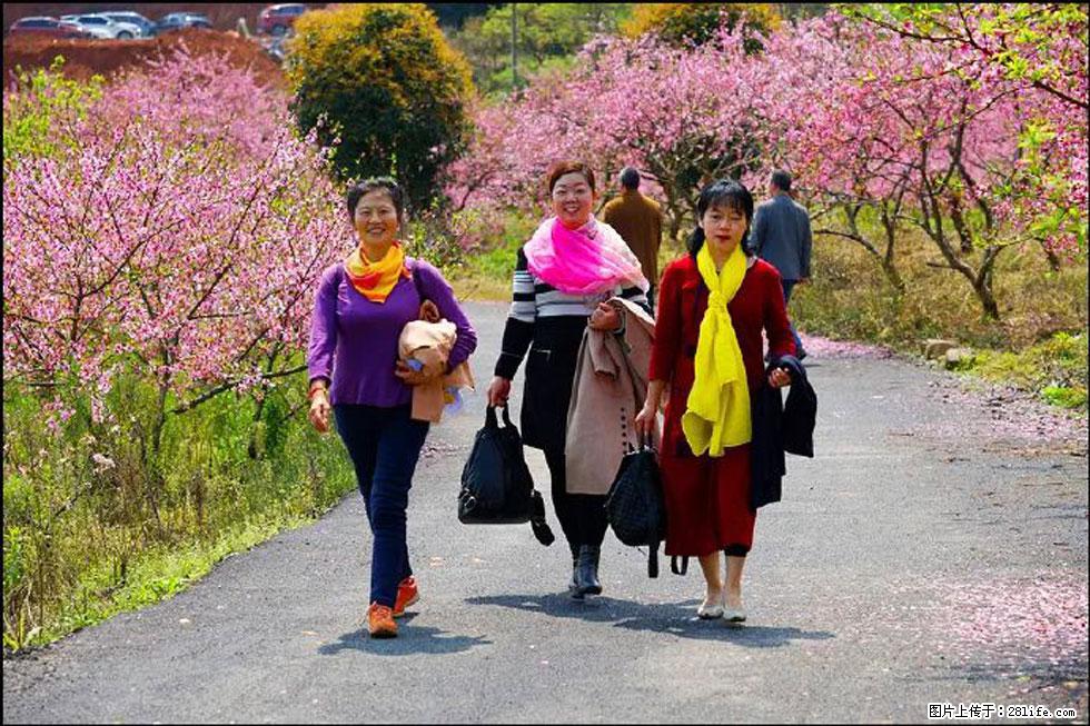 【春天,广西桂林灌阳县向您发出邀请!】官庄村有个醉美的桃花园 - 游山玩水 - 江门生活社区 - 江门28生活网 jm.28life.com
