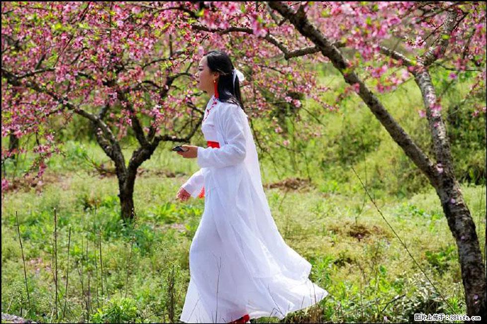 【春天,广西桂林灌阳县向您发出邀请!】官庄村有个醉美的桃花园 - 游山玩水 - 江门生活社区 - 江门28生活网 jm.28life.com