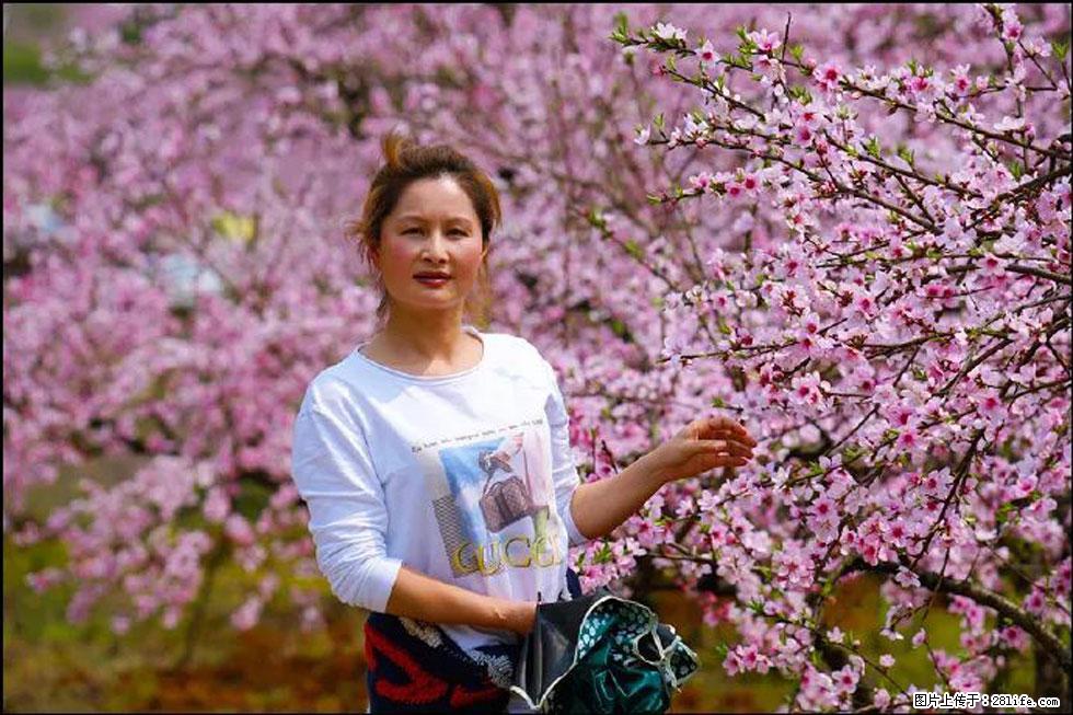 【春天,广西桂林灌阳县向您发出邀请!】官庄村有个醉美的桃花园 - 游山玩水 - 江门生活社区 - 江门28生活网 jm.28life.com