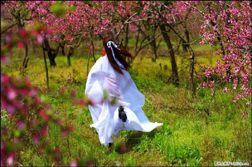 【春天,广西桂林灌阳县向您发出邀请!】官庄村有个醉美的桃花园 - 游山玩水 - 江门生活社区 - 江门28生活网 jm.28life.com