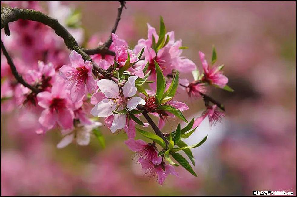 【春天,广西桂林灌阳县向您发出邀请!】官庄村有个醉美的桃花园 - 游山玩水 - 江门生活社区 - 江门28生活网 jm.28life.com