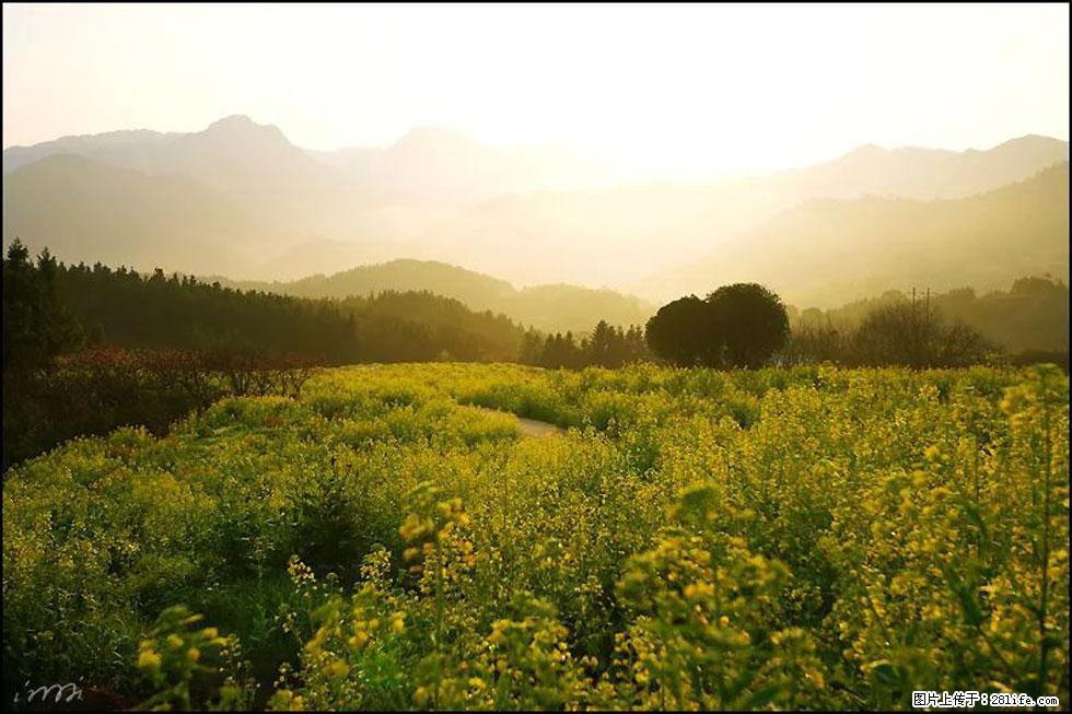 【春天,广西桂林灌阳县向您发出邀请!】长坪村油菜盛情花开 - 游山玩水 - 江门生活社区 - 江门28生活网 jm.28life.com