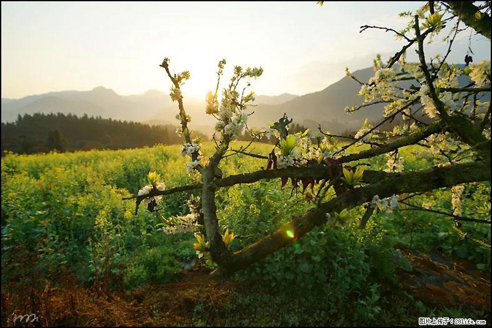 【春天,广西桂林灌阳县向您发出邀请!】长坪村油菜盛情花开 - 游山玩水 - 江门生活社区 - 江门28生活网 jm.28life.com