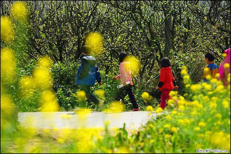 【春天,广西桂林灌阳县向您发出邀请!】长坪村油菜盛情花开 - 游山玩水 - 江门生活社区 - 江门28生活网 jm.28life.com