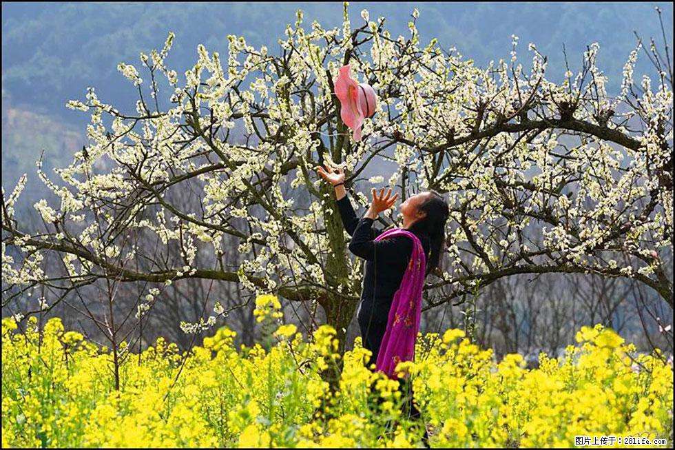 【春天,广西桂林灌阳县向您发出邀请!】长坪村油菜盛情花开 - 游山玩水 - 江门生活社区 - 江门28生活网 jm.28life.com