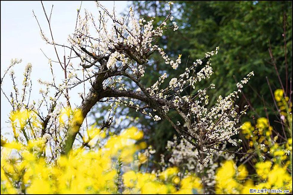 【春天,广西桂林灌阳县向您发出邀请!】长坪村油菜盛情花开 - 游山玩水 - 江门生活社区 - 江门28生活网 jm.28life.com