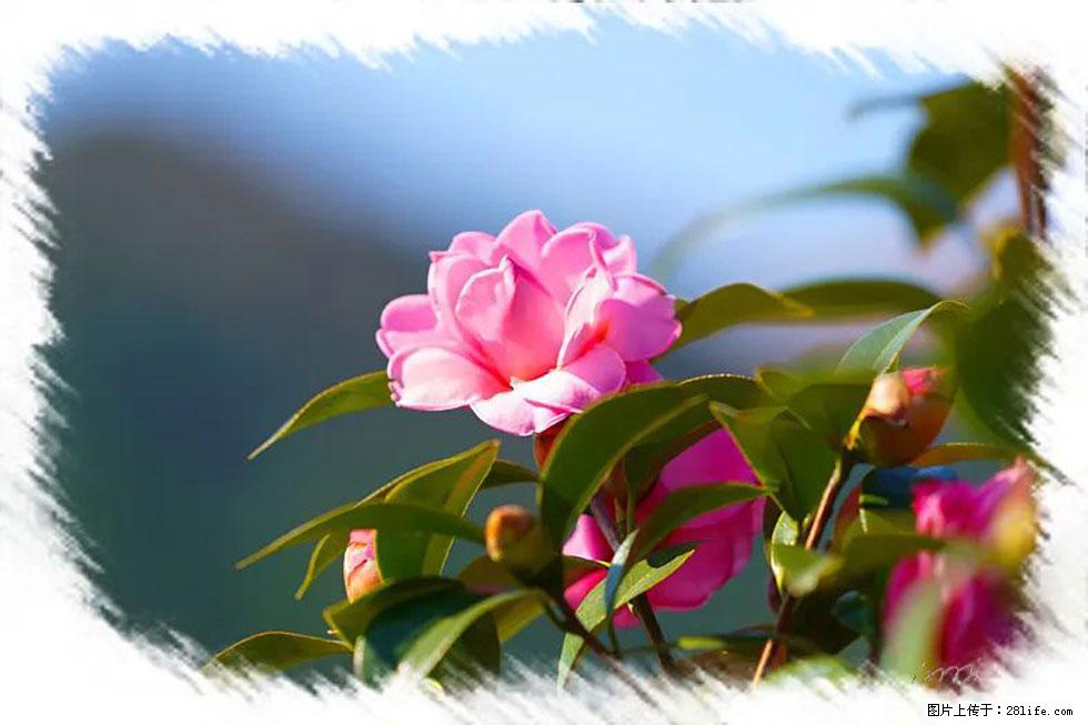 【春天,广西桂林灌阳县向您发出邀请!】杨柳井茶花惹人爱 - 游山玩水 - 江门生活社区 - 江门28生活网 jm.28life.com