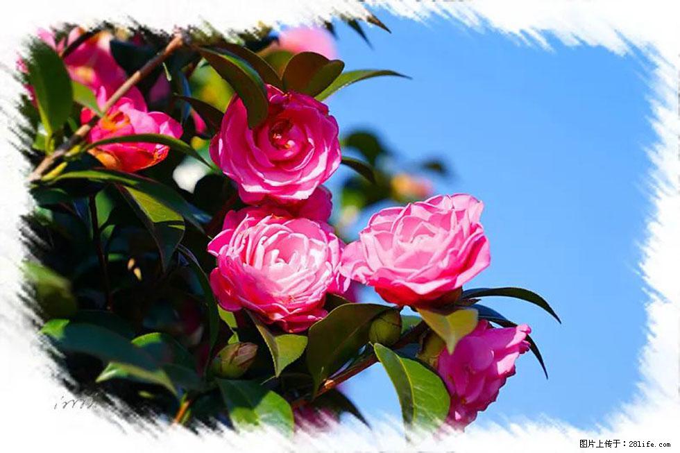 【春天,广西桂林灌阳县向您发出邀请!】杨柳井茶花惹人爱 - 游山玩水 - 江门生活社区 - 江门28生活网 jm.28life.com