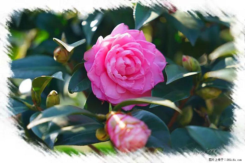 【春天,广西桂林灌阳县向您发出邀请!】杨柳井茶花惹人爱 - 游山玩水 - 江门生活社区 - 江门28生活网 jm.28life.com