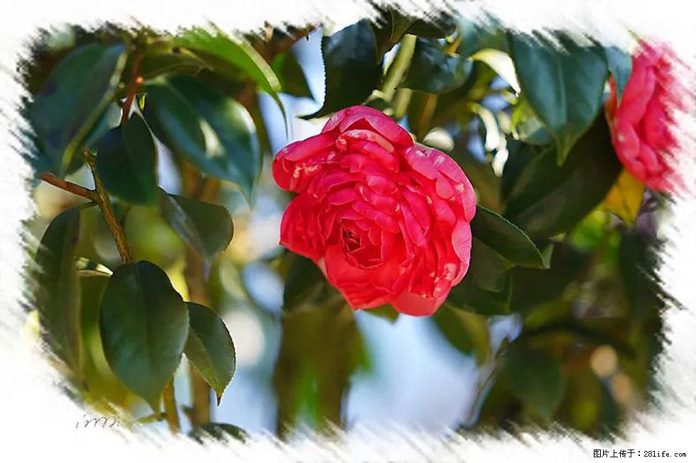 【春天,广西桂林灌阳县向您发出邀请!】杨柳井茶花惹人爱 - 游山玩水 - 江门生活社区 - 江门28生活网 jm.28life.com