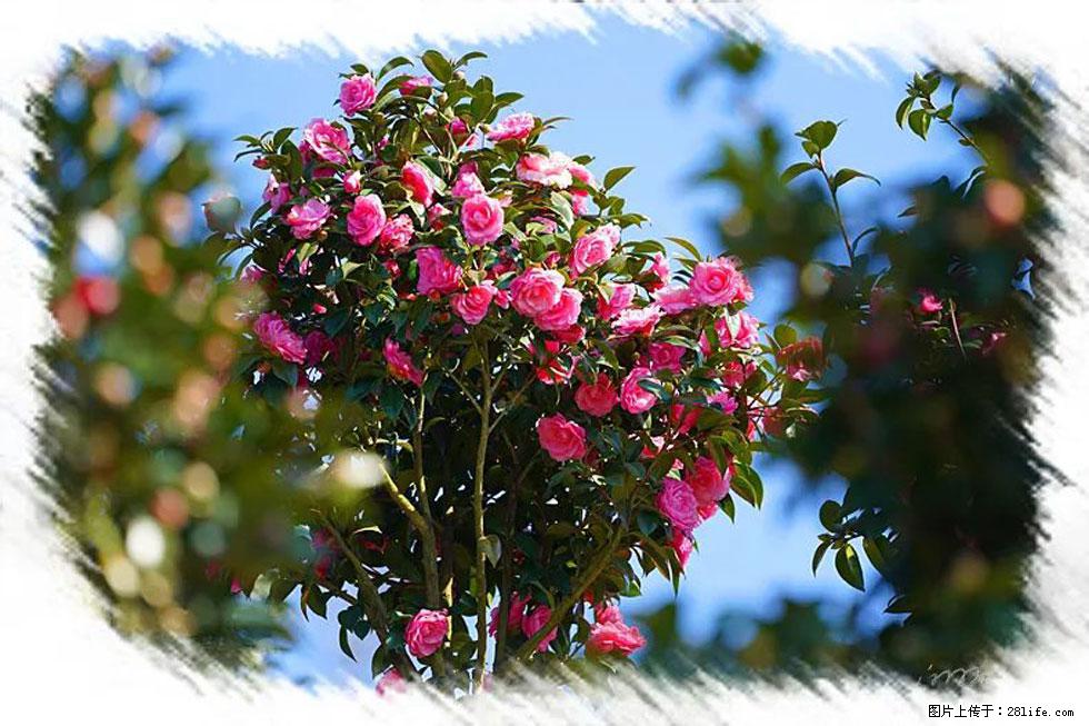 【春天,广西桂林灌阳县向您发出邀请!】杨柳井茶花惹人爱 - 游山玩水 - 江门生活社区 - 江门28生活网 jm.28life.com