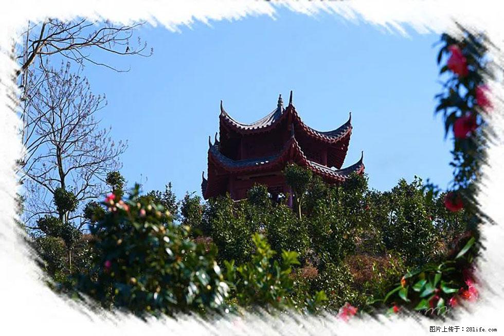 【春天,广西桂林灌阳县向您发出邀请!】杨柳井茶花惹人爱 - 游山玩水 - 江门生活社区 - 江门28生活网 jm.28life.com