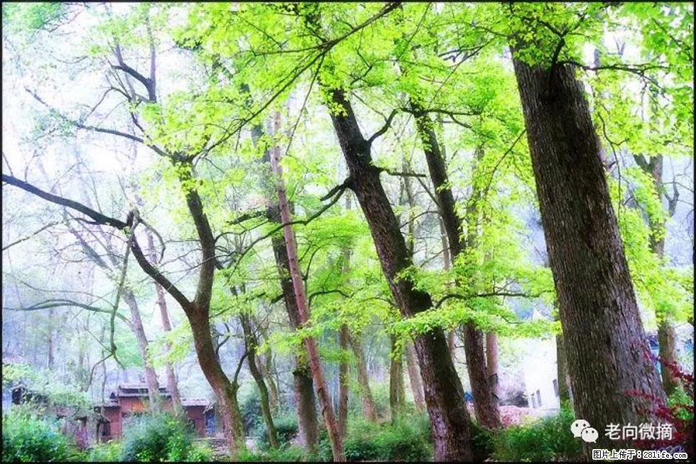 【春天,广西桂林灌阳县向您发出邀请!】在小龙村与春天约会 - 游山玩水 - 江门生活社区 - 江门28生活网 jm.28life.com