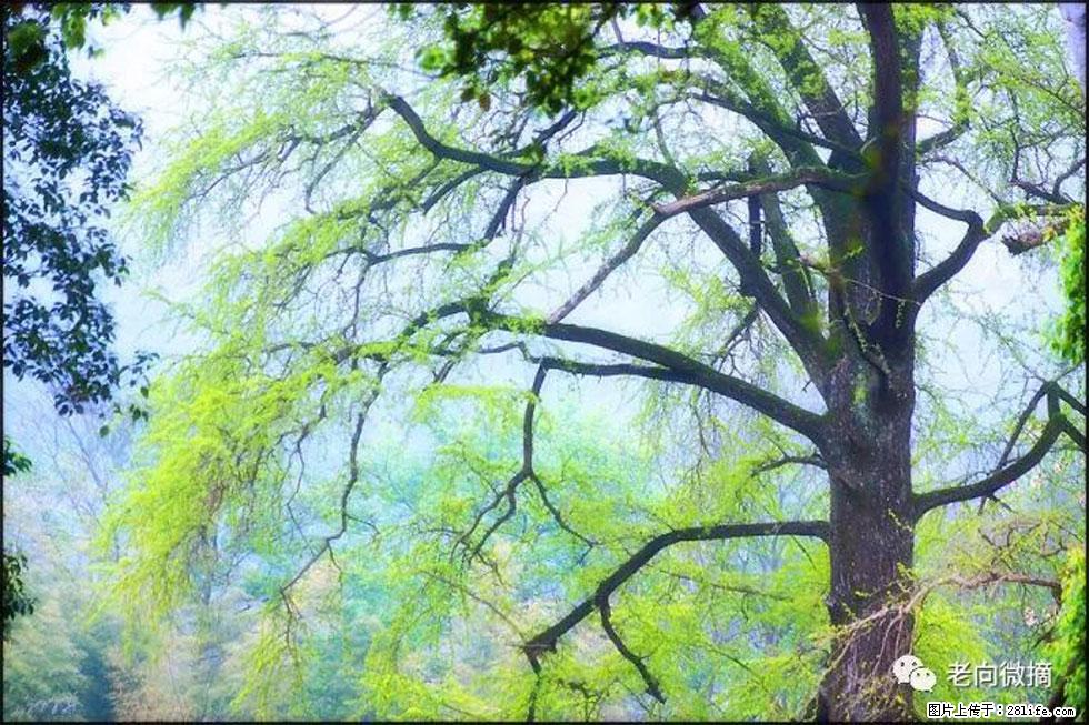 【春天,广西桂林灌阳县向您发出邀请!】在小龙村与春天约会 - 游山玩水 - 江门生活社区 - 江门28生活网 jm.28life.com