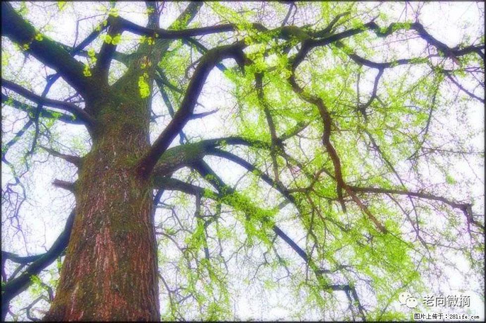 【春天,广西桂林灌阳县向您发出邀请!】在小龙村与春天约会 - 游山玩水 - 江门生活社区 - 江门28生活网 jm.28life.com