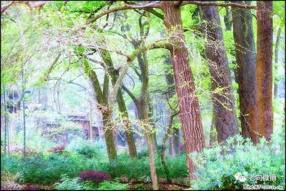 【春天,广西桂林灌阳县向您发出邀请!】在小龙村与春天约会 - 游山玩水 - 江门生活社区 - 江门28生活网 jm.28life.com