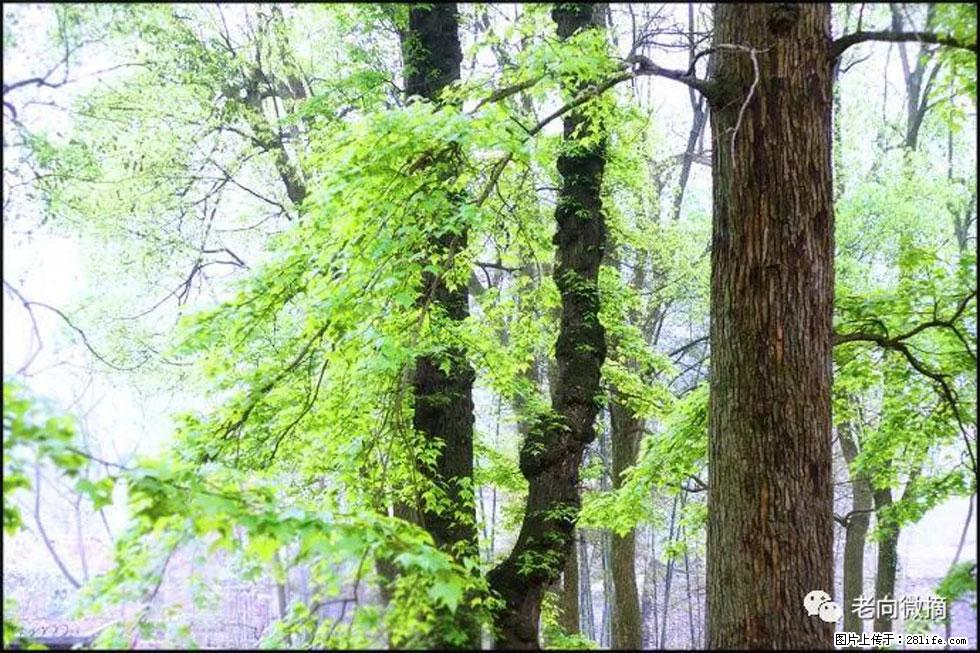 【春天,广西桂林灌阳县向您发出邀请!】在小龙村与春天约会 - 游山玩水 - 江门生活社区 - 江门28生活网 jm.28life.com