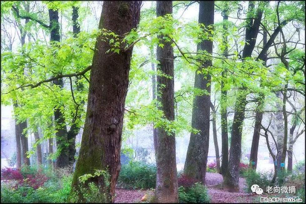 【春天,广西桂林灌阳县向您发出邀请!】在小龙村与春天约会 - 游山玩水 - 江门生活社区 - 江门28生活网 jm.28life.com