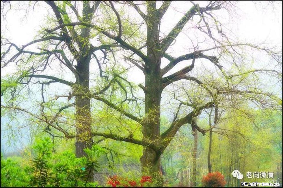 【春天,广西桂林灌阳县向您发出邀请!】在小龙村与春天约会 - 游山玩水 - 江门生活社区 - 江门28生活网 jm.28life.com