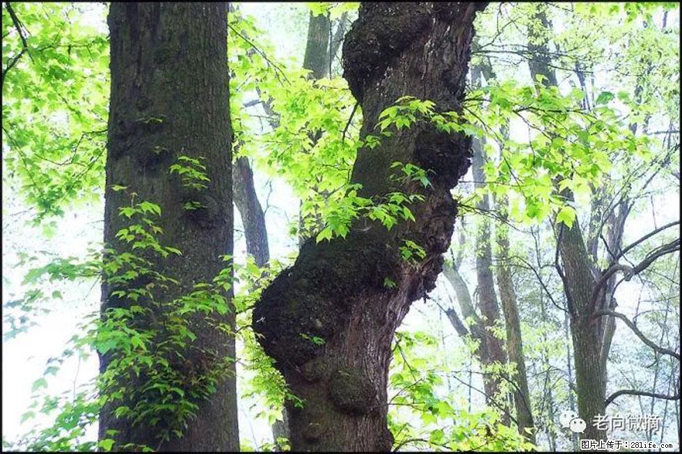 【春天,广西桂林灌阳县向您发出邀请!】在小龙村与春天约会 - 游山玩水 - 江门生活社区 - 江门28生活网 jm.28life.com