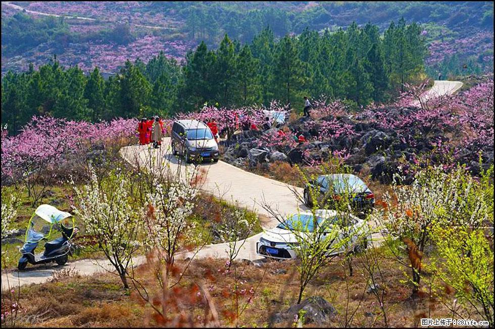 【春天,广西桂林灌阳县向您发出邀请!】望月岭上桃花开 - 游山玩水 - 江门生活社区 - 江门28生活网 jm.28life.com