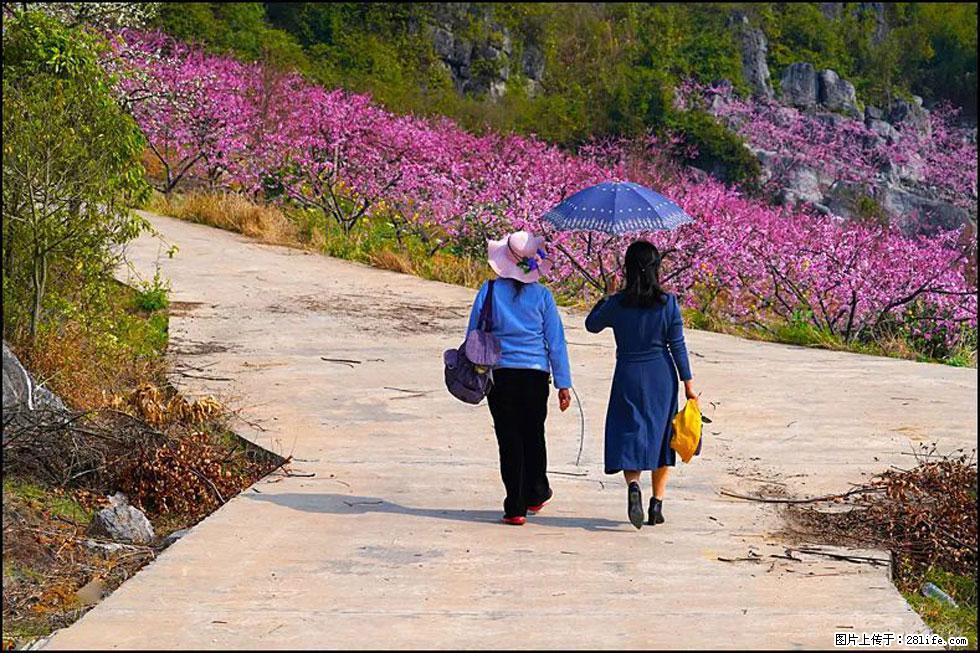【春天,广西桂林灌阳县向您发出邀请!】望月岭上桃花开 - 游山玩水 - 江门生活社区 - 江门28生活网 jm.28life.com