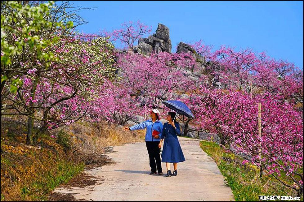 【春天,广西桂林灌阳县向您发出邀请!】望月岭上桃花开 - 游山玩水 - 江门生活社区 - 江门28生活网 jm.28life.com