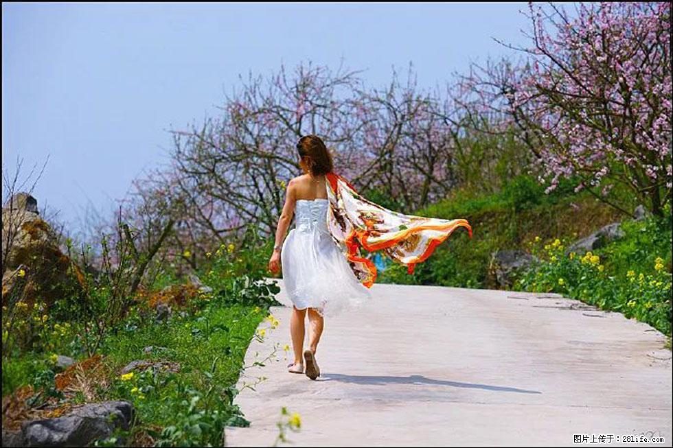 【春天,广西桂林灌阳县向您发出邀请!】望月岭上桃花开 - 游山玩水 - 江门生活社区 - 江门28生活网 jm.28life.com