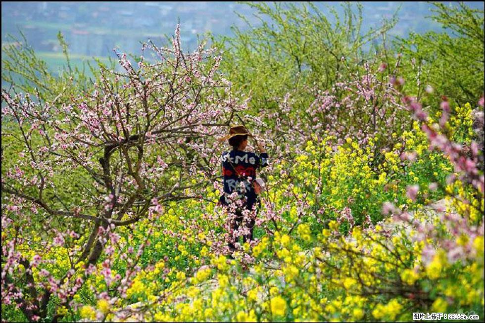 【春天,广西桂林灌阳县向您发出邀请!】望月岭上桃花开 - 游山玩水 - 江门生活社区 - 江门28生活网 jm.28life.com