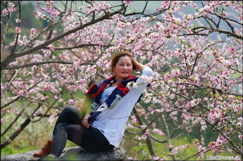 【春天,广西桂林灌阳县向您发出邀请!】望月岭上桃花开 - 游山玩水 - 江门生活社区 - 江门28生活网 jm.28life.com