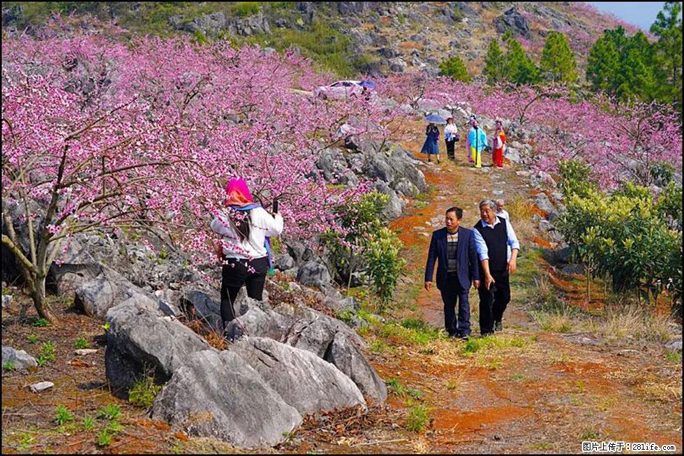 【春天,广西桂林灌阳县向您发出邀请!】望月岭上桃花开 - 游山玩水 - 江门生活社区 - 江门28生活网 jm.28life.com