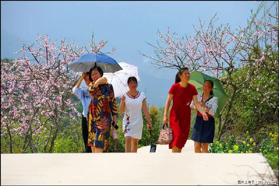 【春天,广西桂林灌阳县向您发出邀请!】望月岭上桃花开 - 游山玩水 - 江门生活社区 - 江门28生活网 jm.28life.com