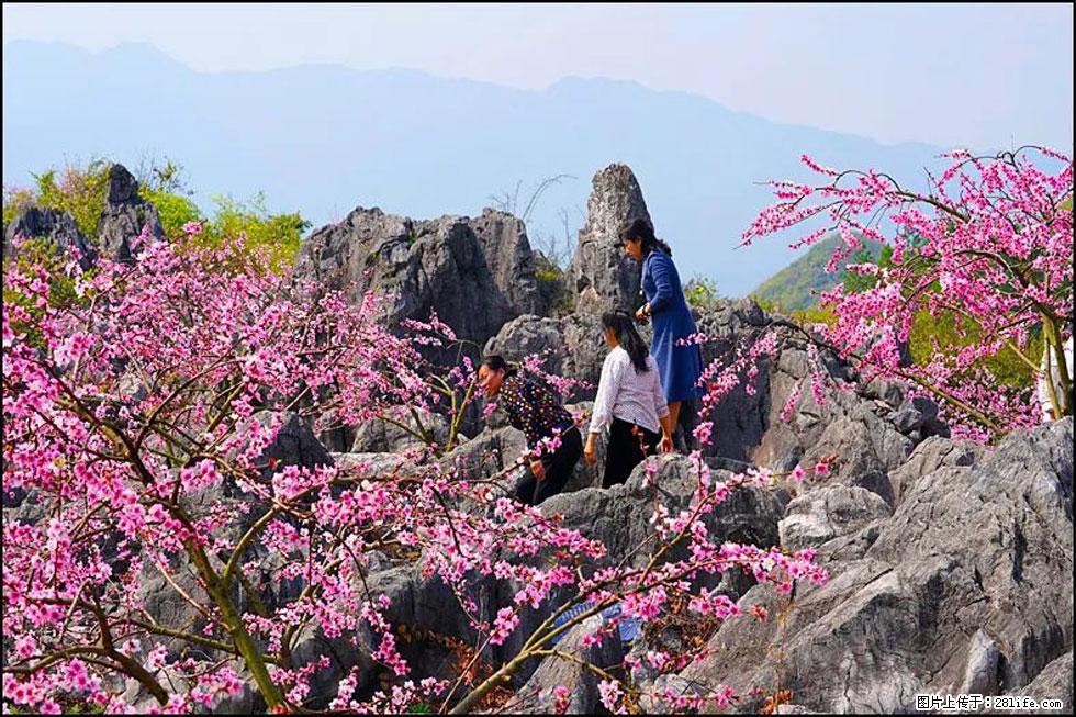 【春天,广西桂林灌阳县向您发出邀请!】望月岭上桃花开 - 游山玩水 - 江门生活社区 - 江门28生活网 jm.28life.com